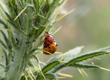 ladybug, pairing, sex